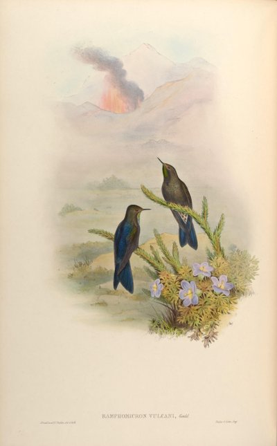 Ramphomicron vulcani by John Gould